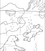 coloriage à dessiner ourson polaire