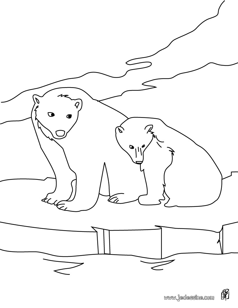 coloriage à dessiner d'ours polaire imprimer