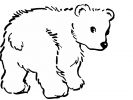 dessin à colorier ours blanc polaire