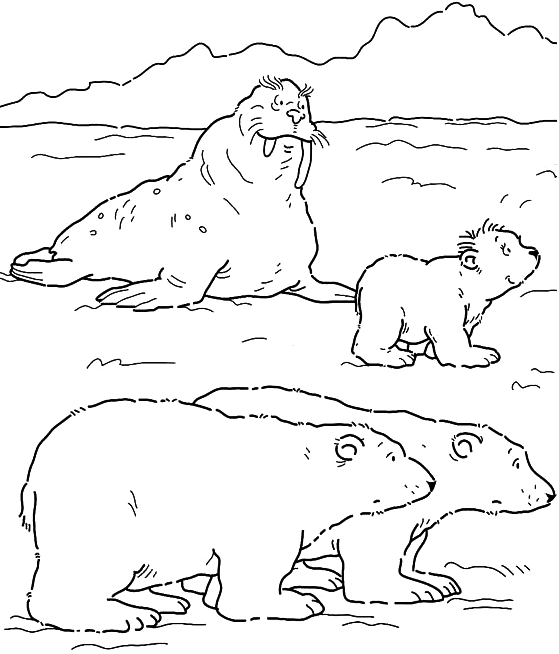 coloriage à dessiner gratuit à imprimer ours polaire