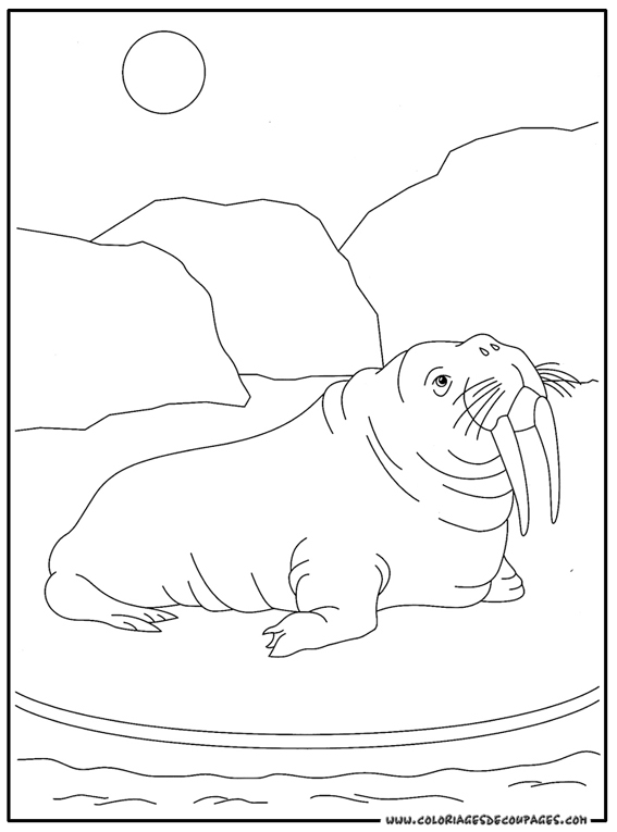 dessin ours polaire en ligne