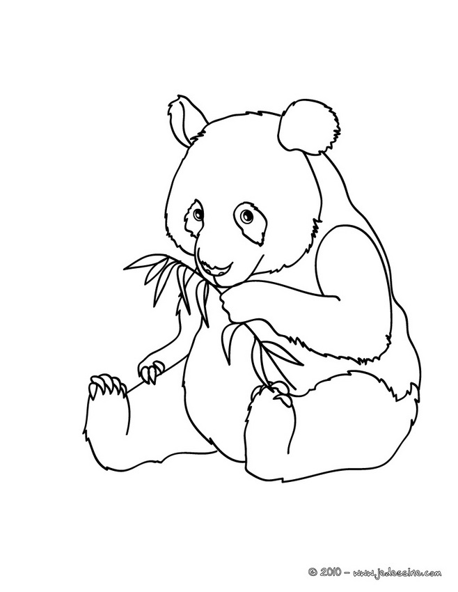 coloriage panda mignon