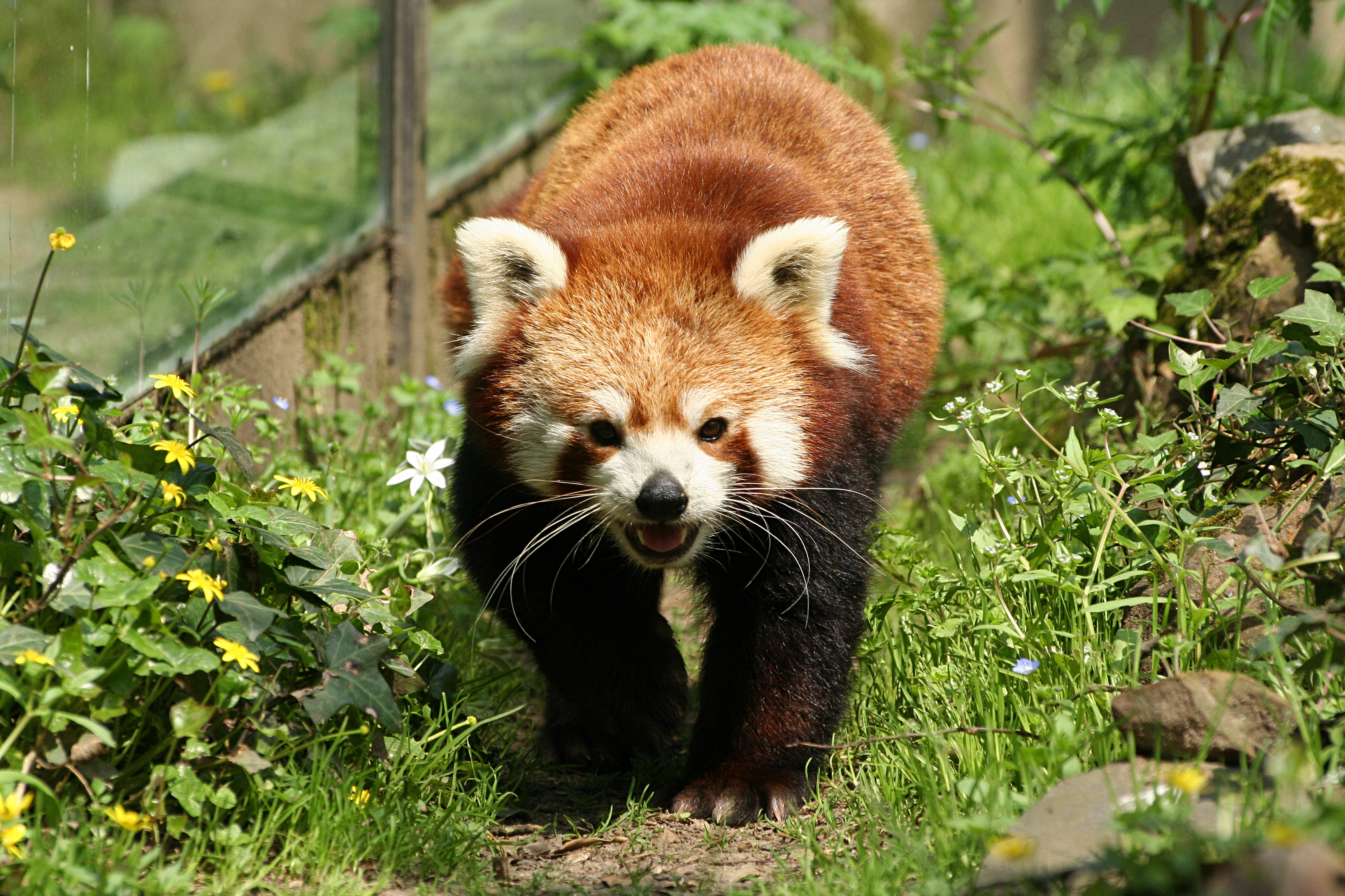 coloriage panda roux