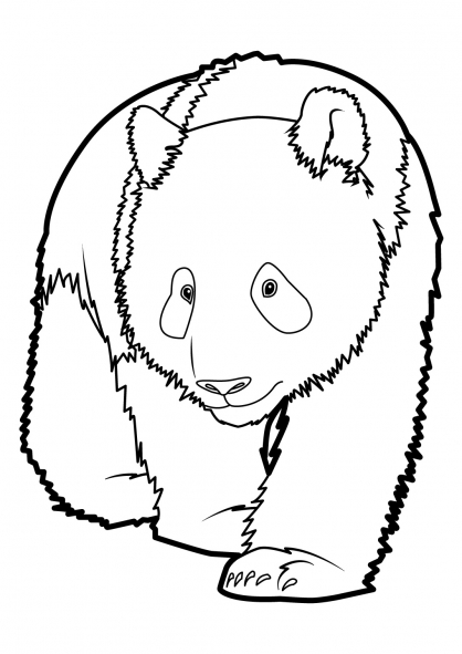 coloriage panda bambou