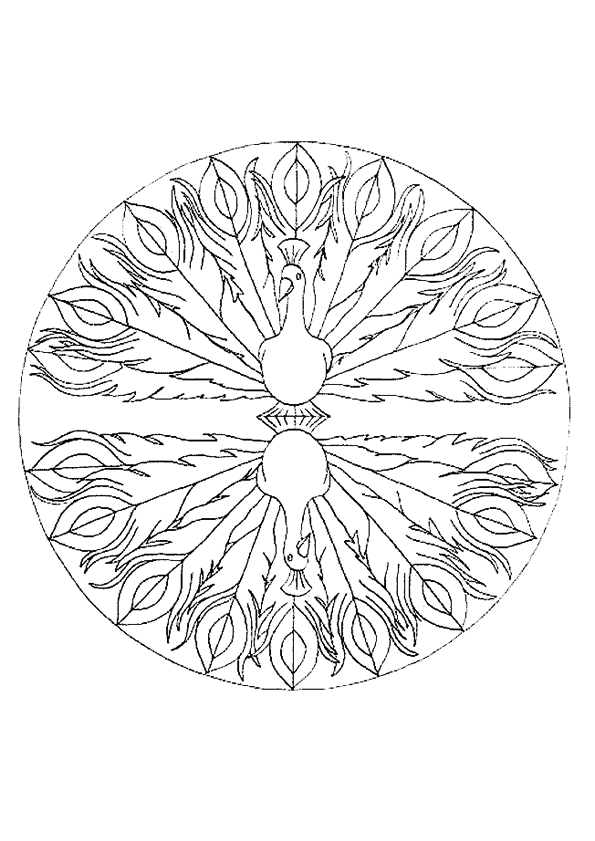 dessin de paon qui fait la roue