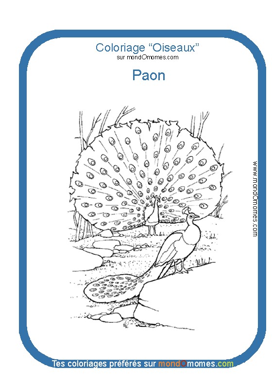 dessin à colorier de paon faisant la roue