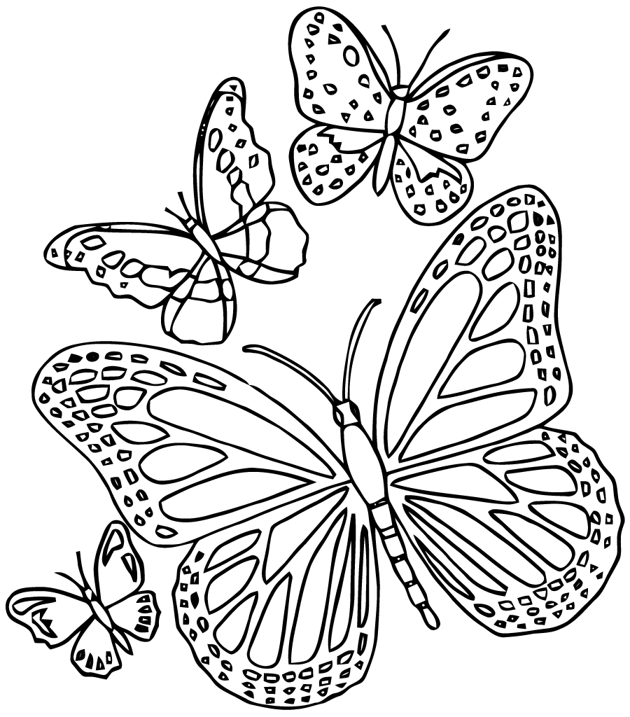 coloriage papillon belle dame