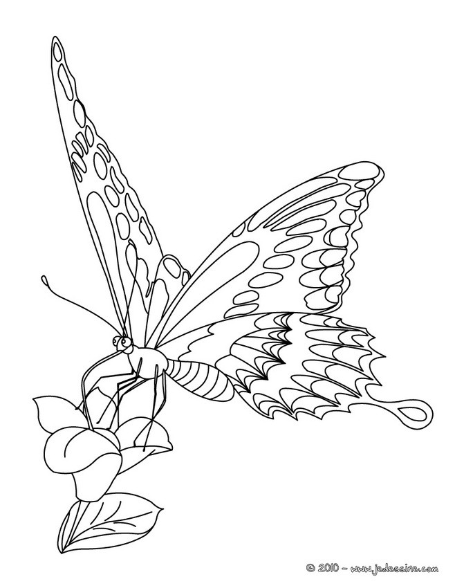 coloriage papillon difficile