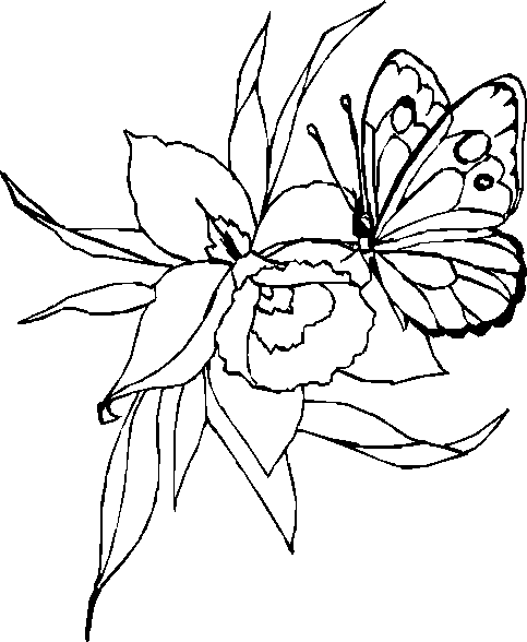 dessin à colorier papillon format a4