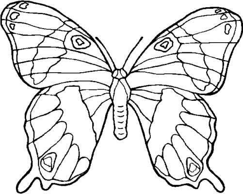 Résultat de recherche d'images pour "papillon coloriage"