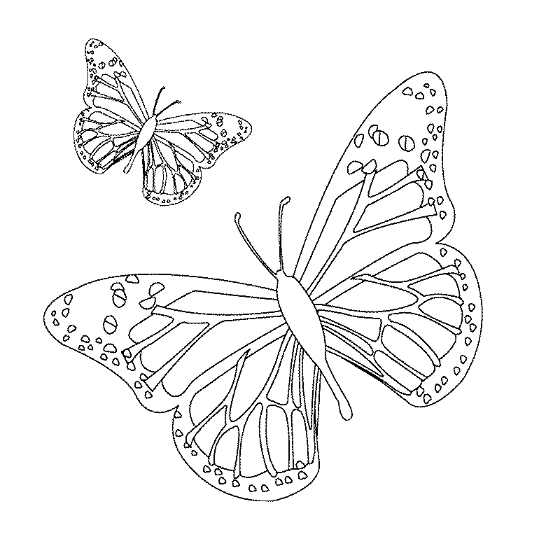 dessin  colorier joli papillon