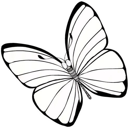 115 dessins de coloriage Papillon à imprimer coloriage papillon