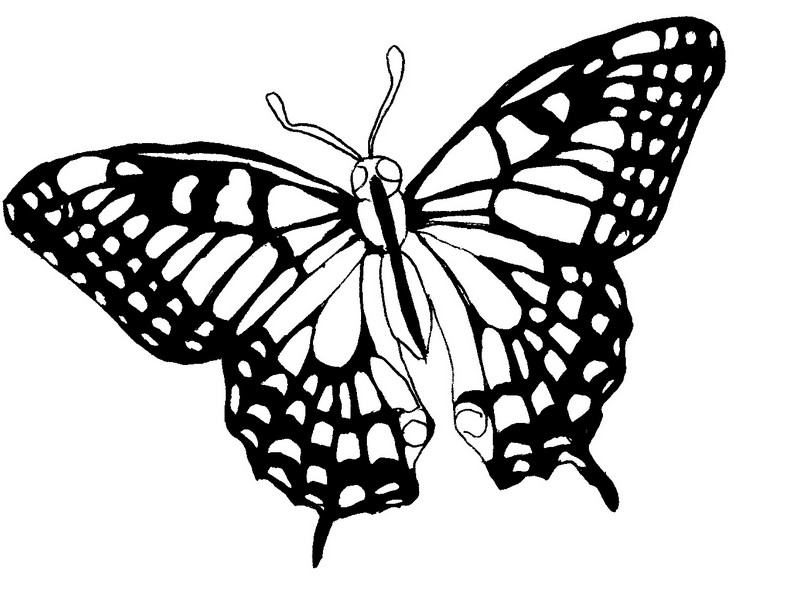 coloriage papillon qui vole