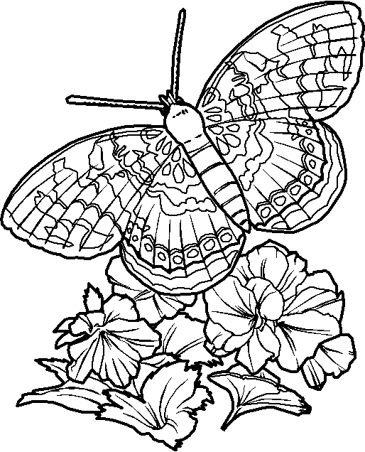 coloriage de papillon sur une fleur