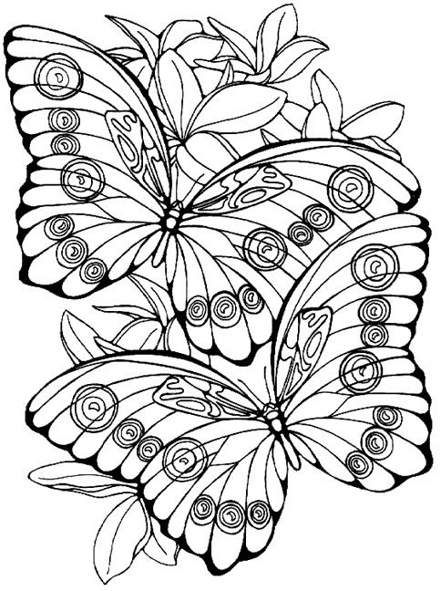 coloriage a dessiner papillon avec coeur