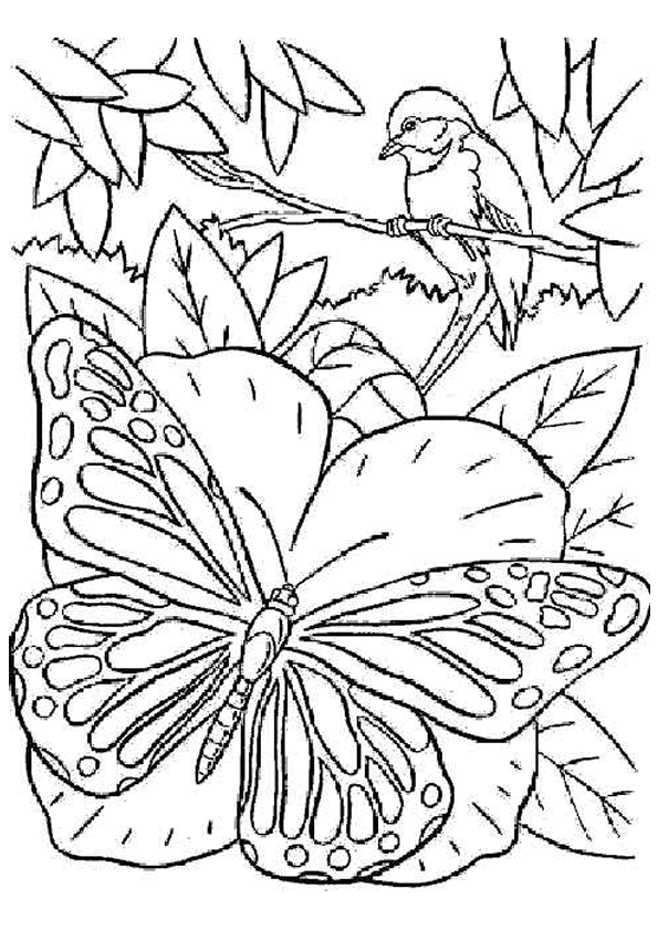 coloriage à dessiner papillon qui vole