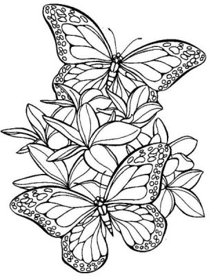 coloriage papillon imprimer