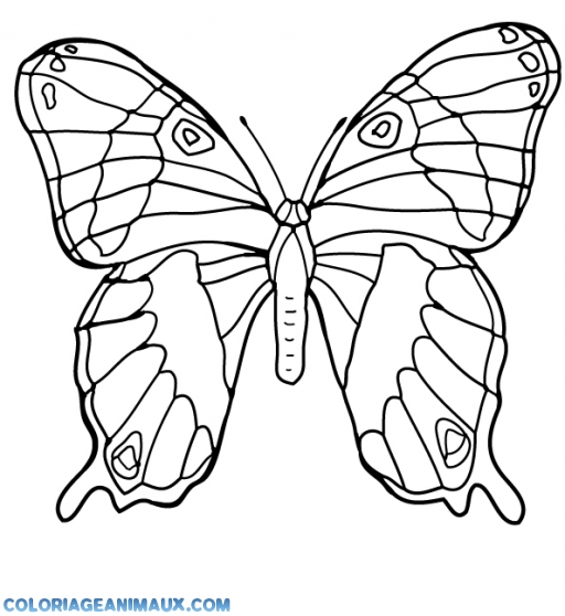 dessin à colorier a imprimer papillon rigolo