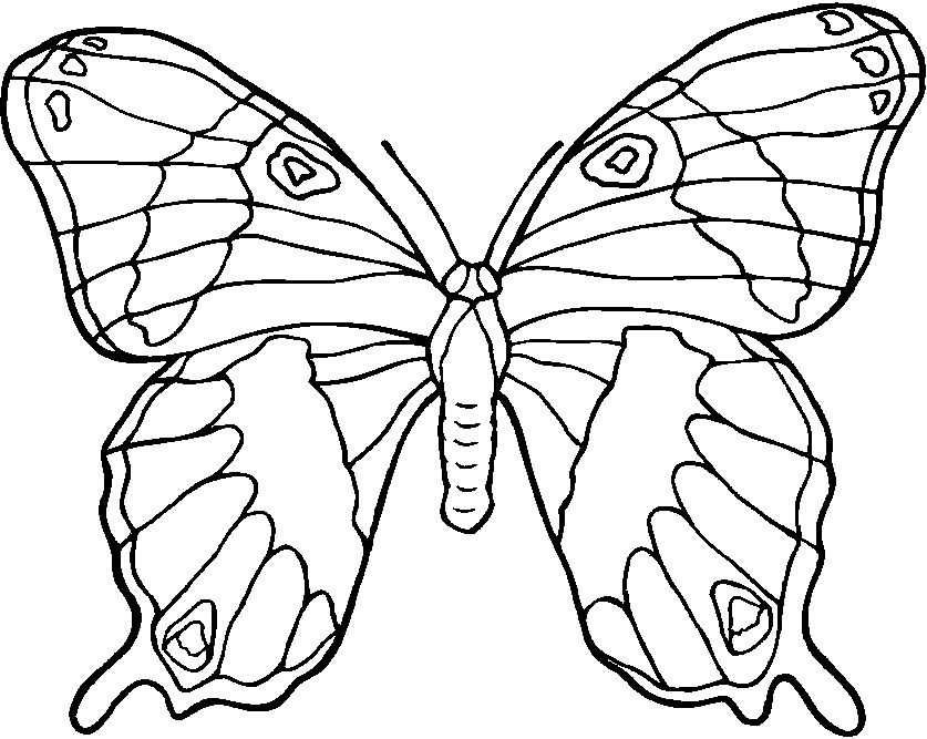 coloriage papillon