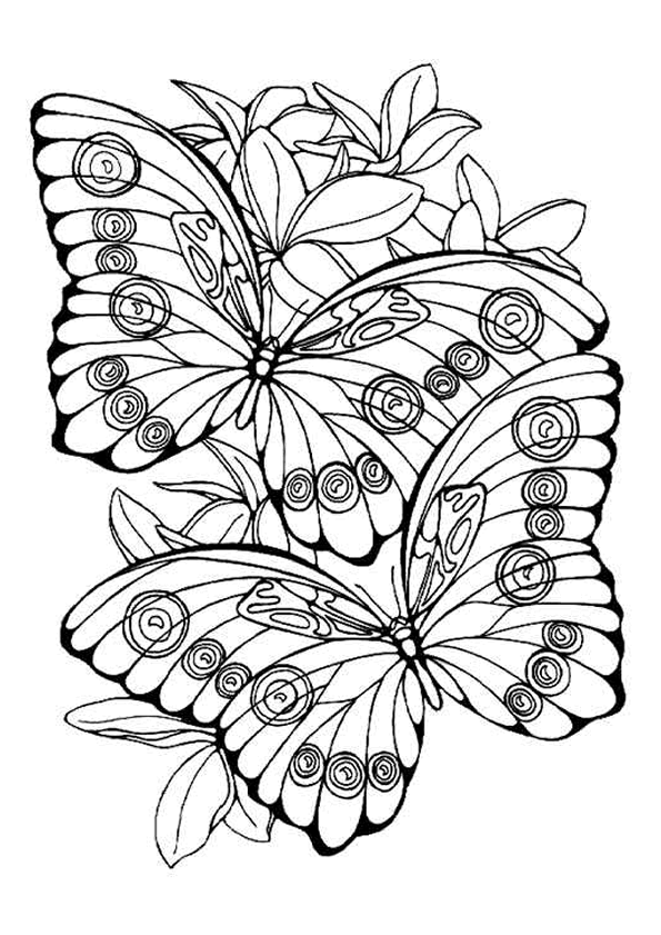 coloriage à dessiner le papillon