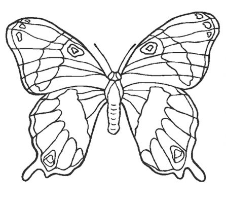 dessin  colorier de papillon sur une fleur a imprimer