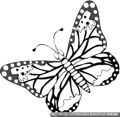 coloriage à dessiner libellule papillon