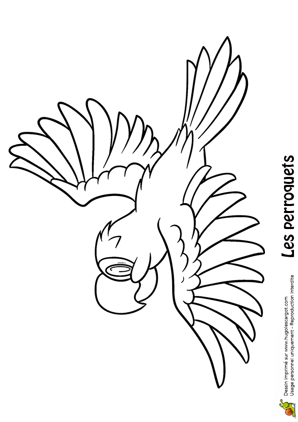 coloriage à dessiner perroquet gratuit