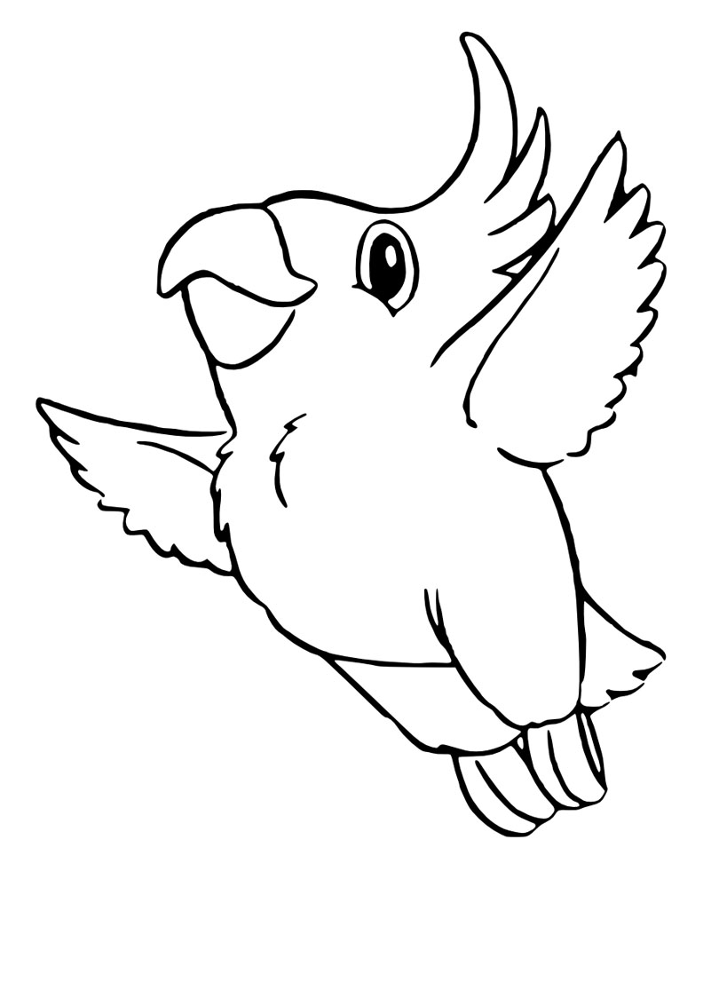 coloriage  u00c3 dessiner de perroquet gris du gabon