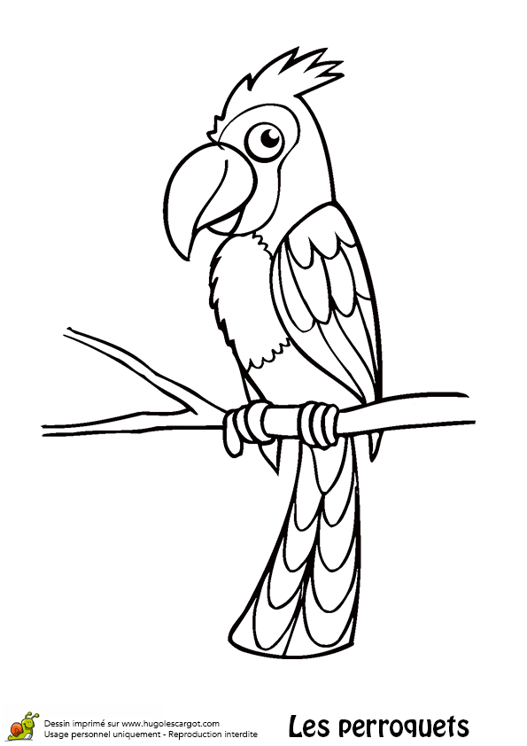 dessin de perroquet qui vole
