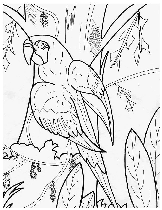 coloriage  dessiner perroquet en ligne