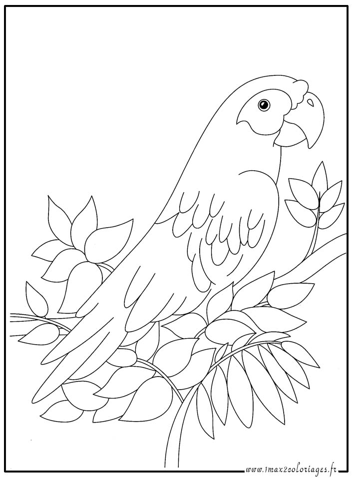 dessin � colorier poisson perroquet
