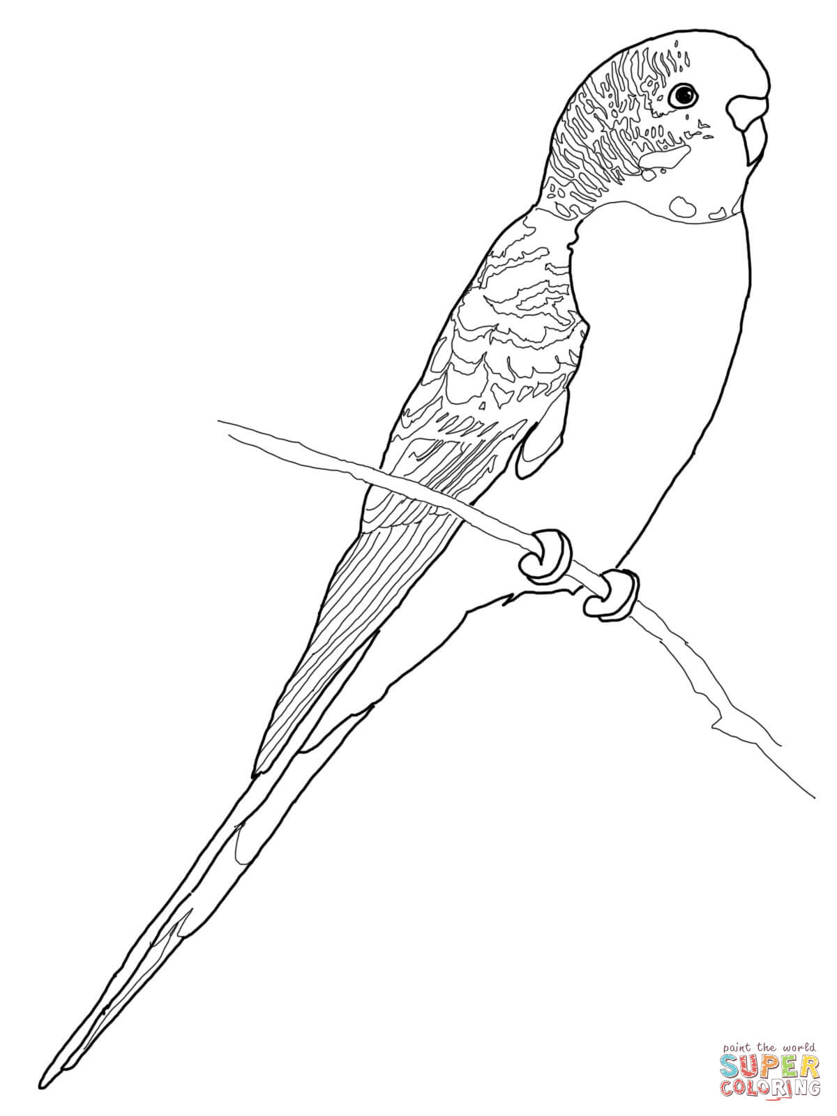 dessin perruche a imprimer gratuit
