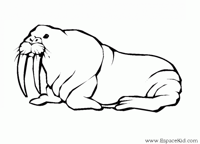 106 dessins de coloriage Phoque à imprimer coloriage phoque