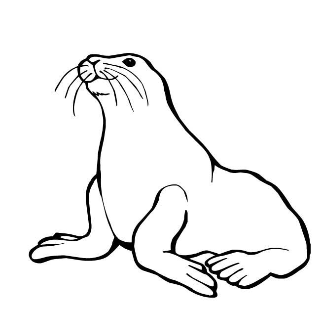 Coloriage Petshop Phoque