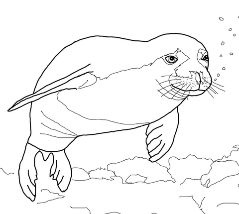 Coloriage Phoque à colorier - Dessin à imprimer dessin de phoque