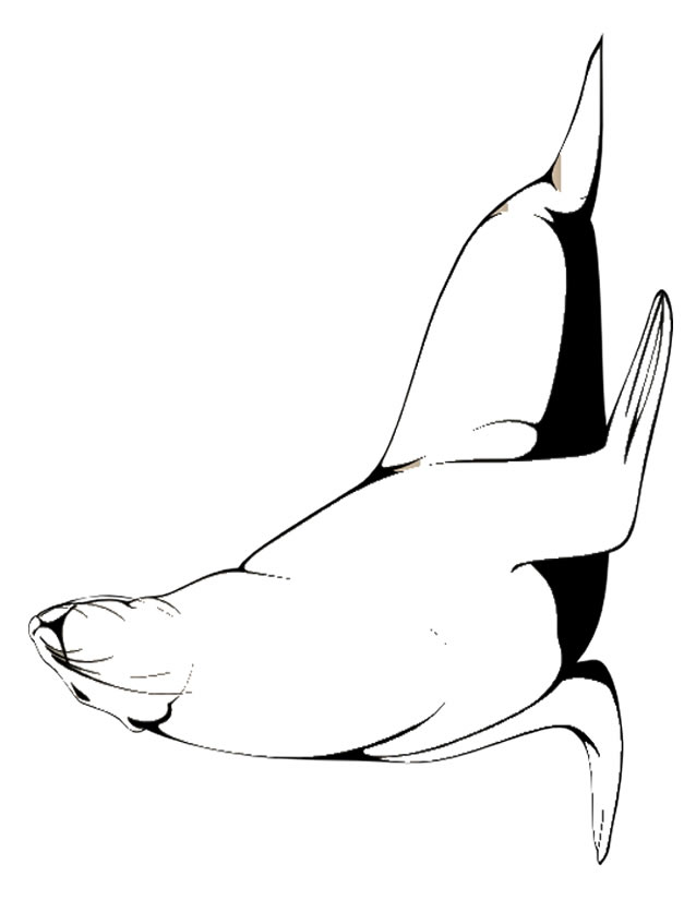 Coloriage Bebe Phoque Coloriage Bebe Phoque