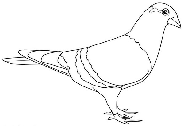 coloriage pigeon vaillant