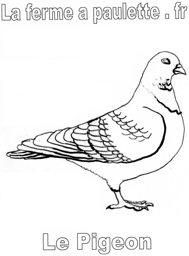 dessin à colorier pigeon à imprimer