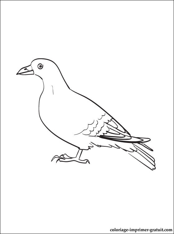 coloriage à dessiner de pigeon a imprimer