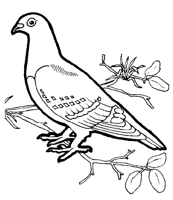 dessin à colorier a imprimer pigeon