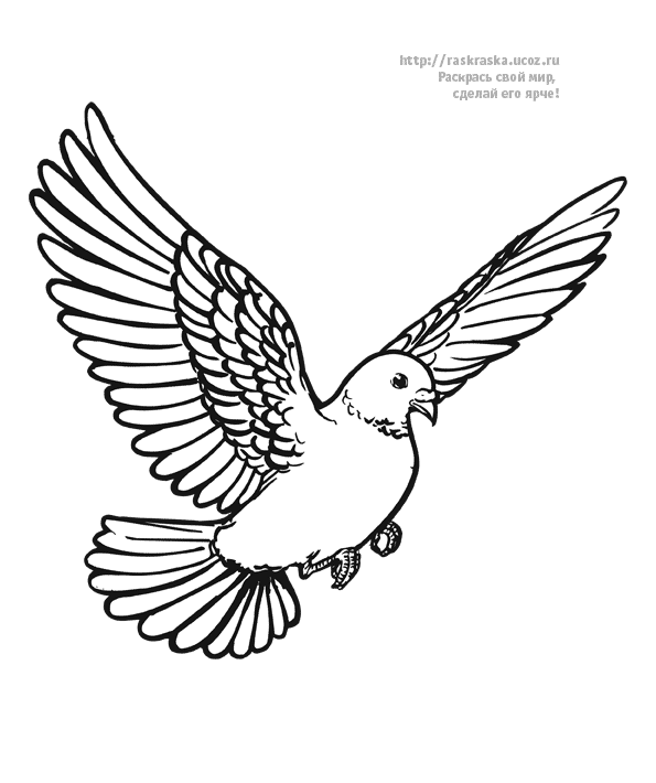 dessin d'un pigeon