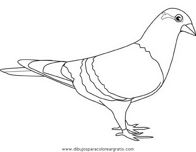 dessin pigeon ramier