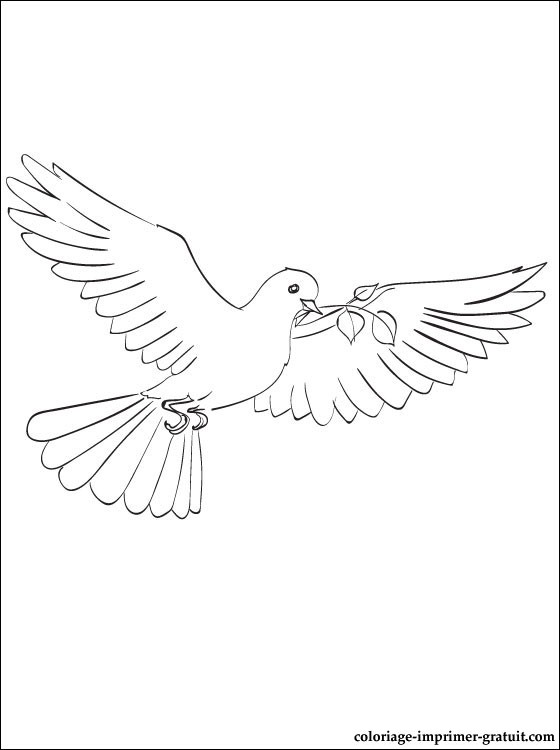 coloriage de pigeon gratuit