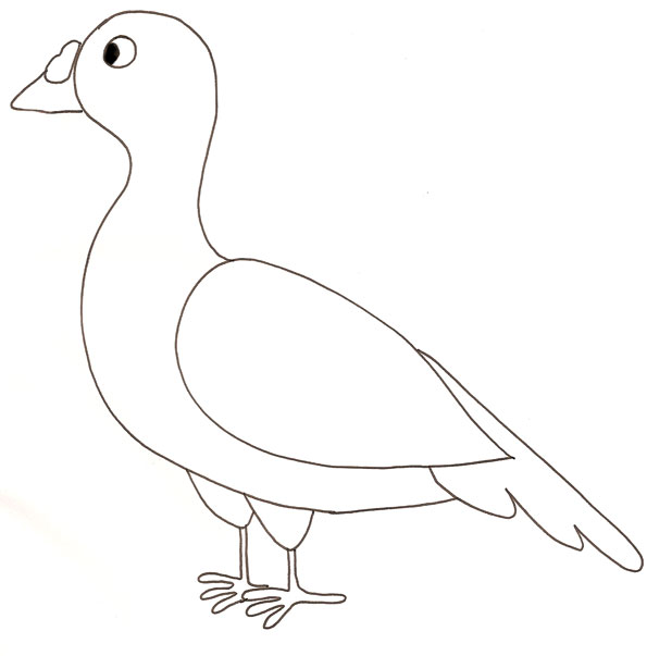 dessin à colorier de pigeon gratuit