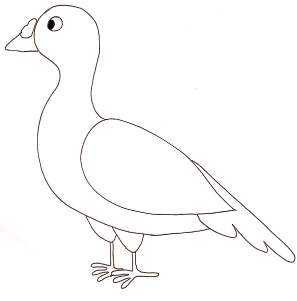 dessin  colorier de pigeon gratuit