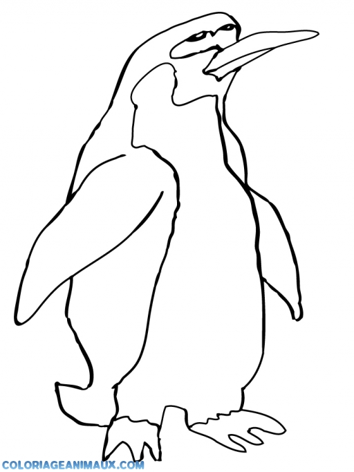 dessin à colorier pingouin