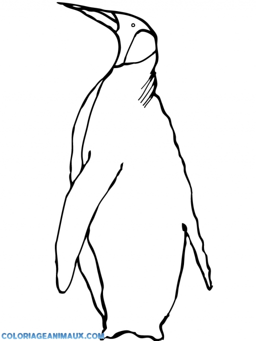 dessin de pingouin a imprimer