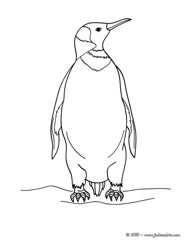 coloriage d'un pingouin