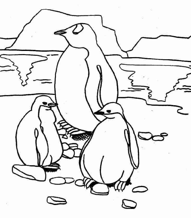 image coloriage pingouin