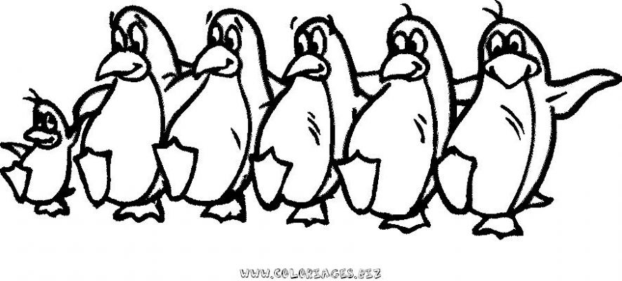 coloriage pingouin à imprimer